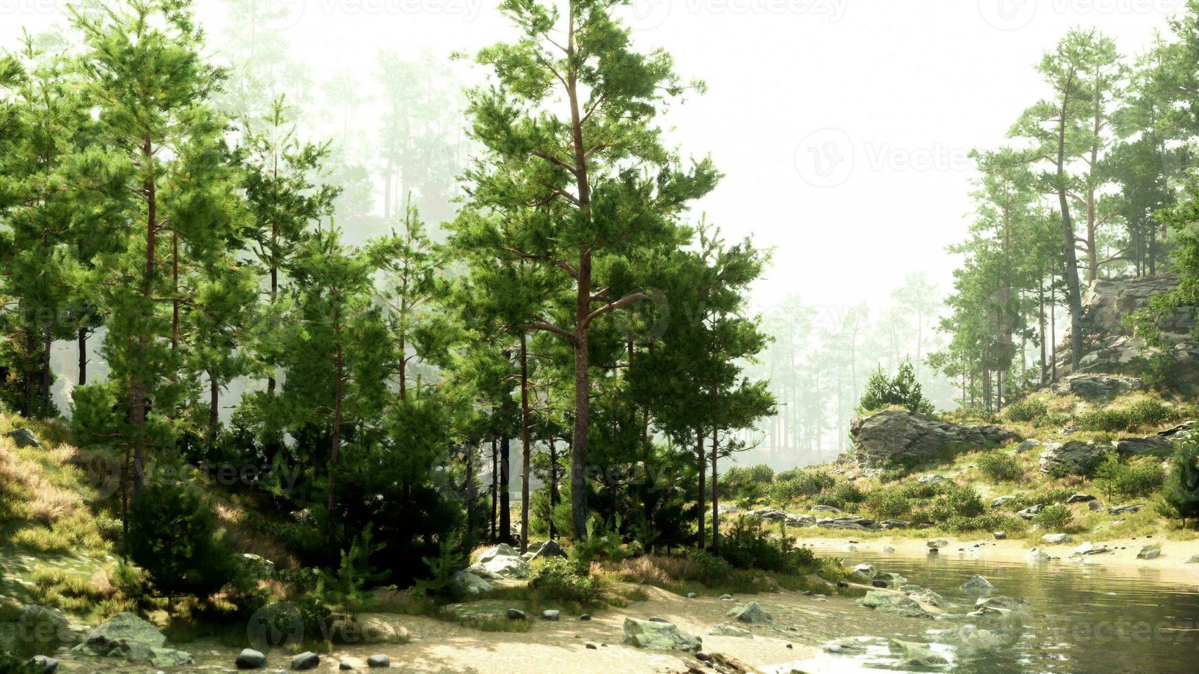 A serene forest landscape with rocks and trees photo