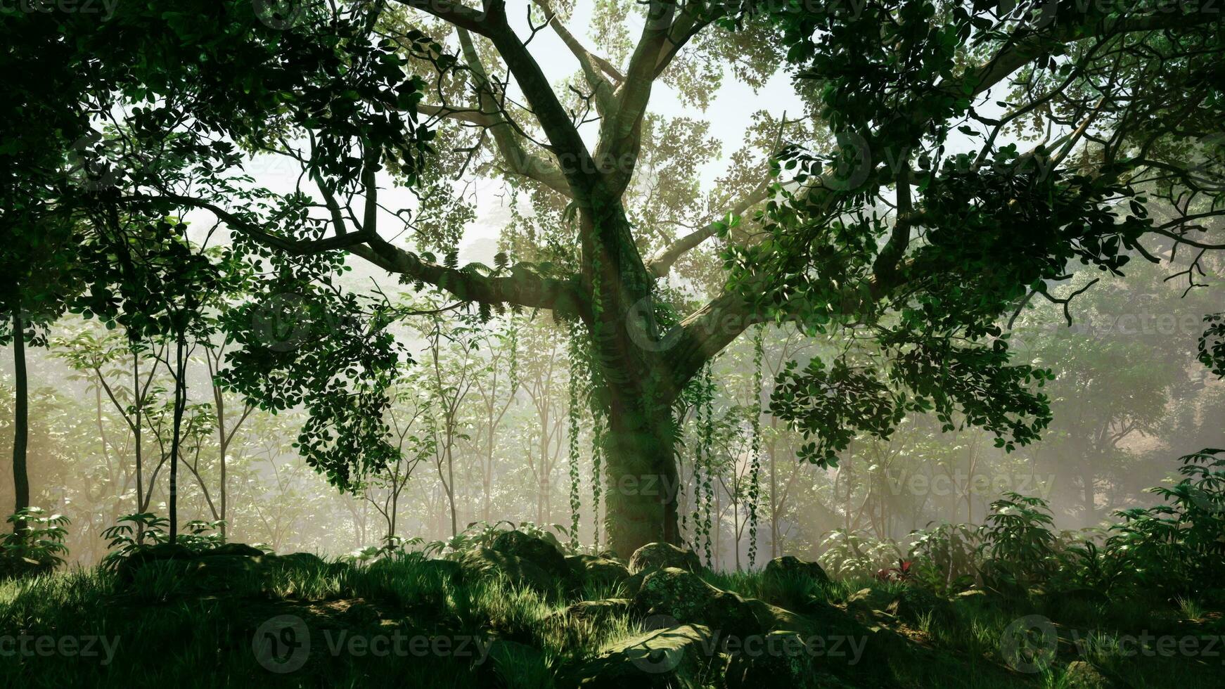 niebla matutina en una densa selva tropical foto