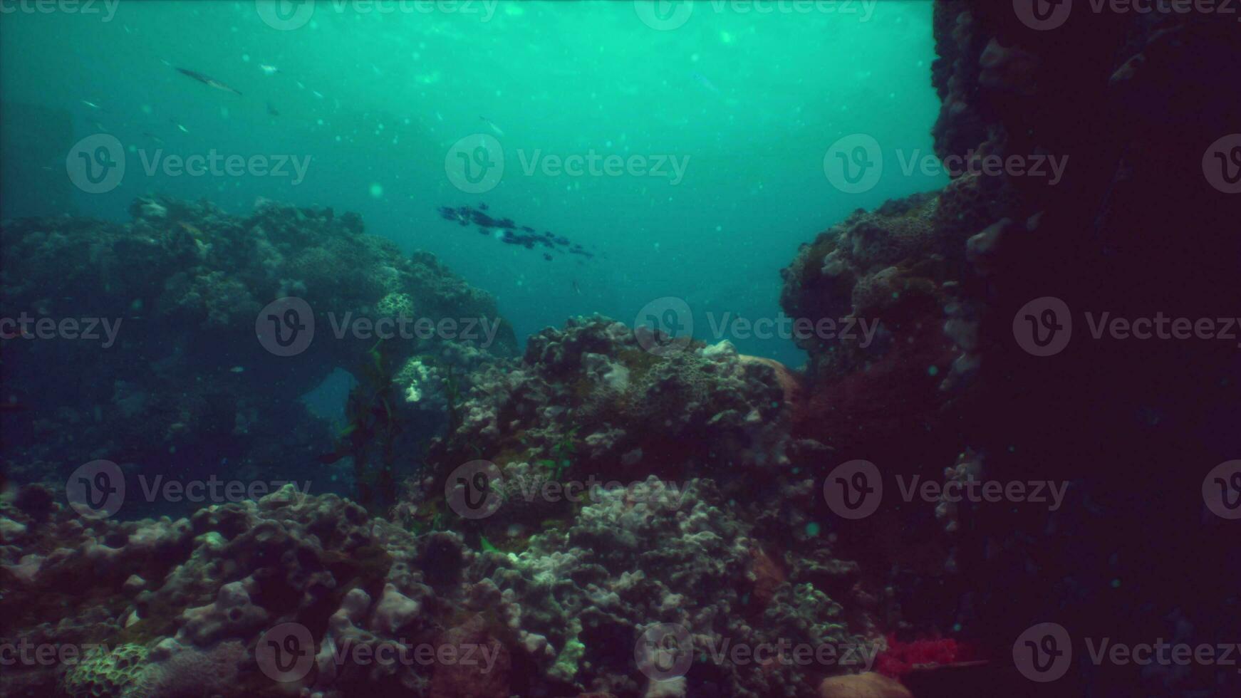 Sea or ocean underwater coral reef photo