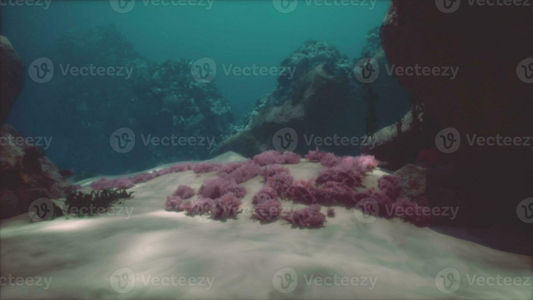 Shallow ocean floor with coral reef and fish photo