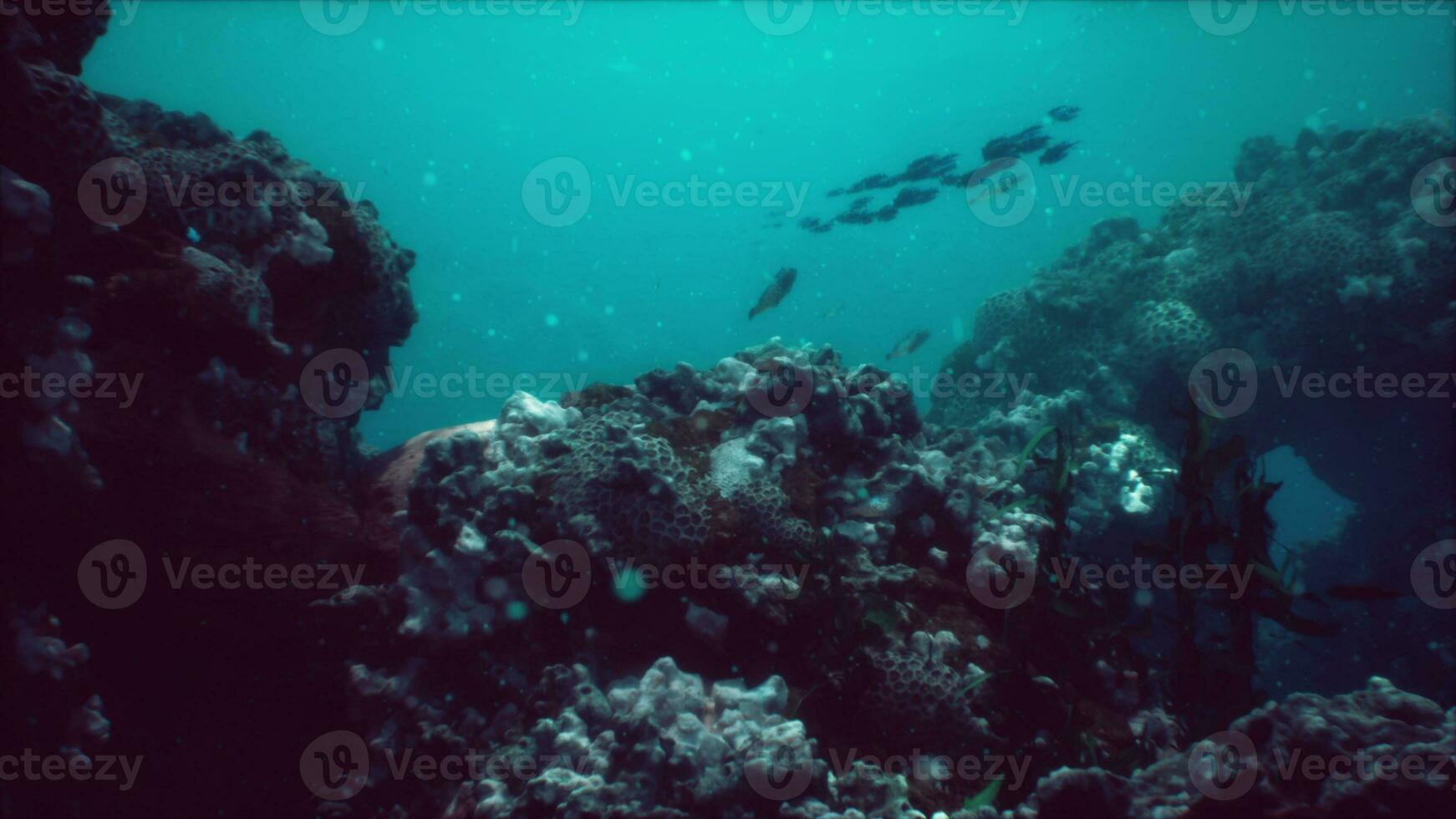 Shallow ocean floor with coral reef and fish photo
