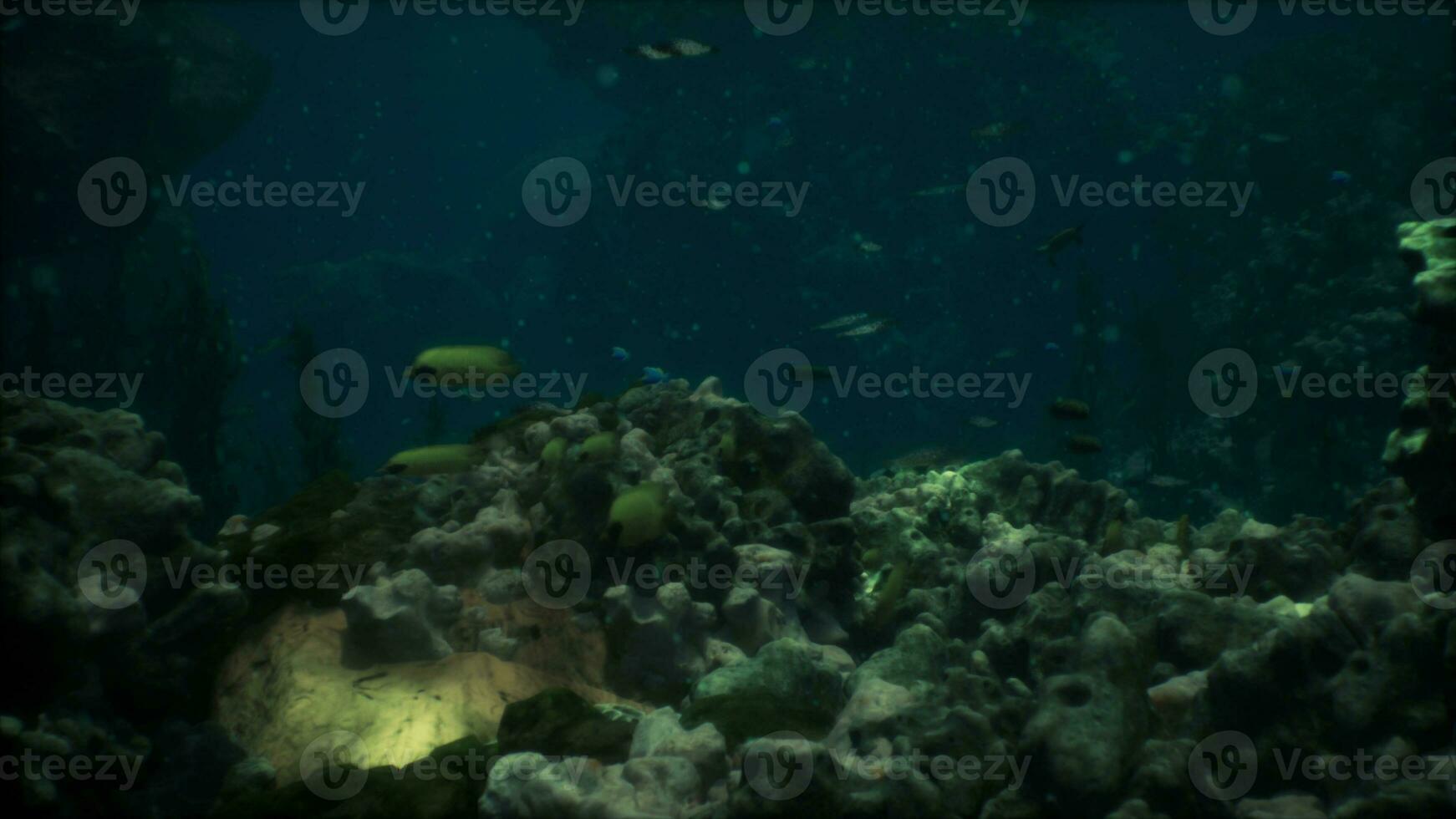 Shallow ocean floor with coral reef and fish photo