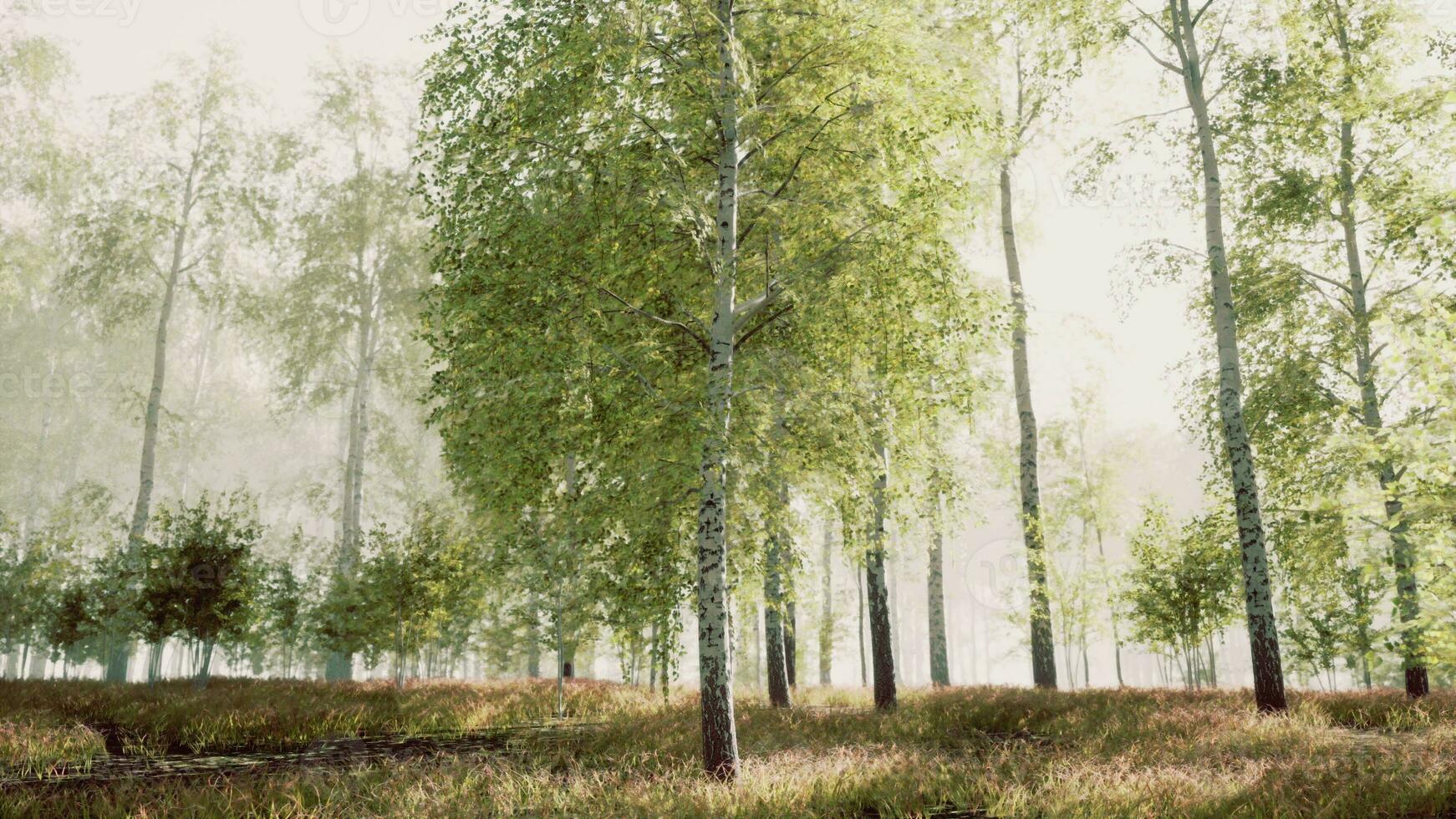 The last rays of the sun filter through the birch forest photo