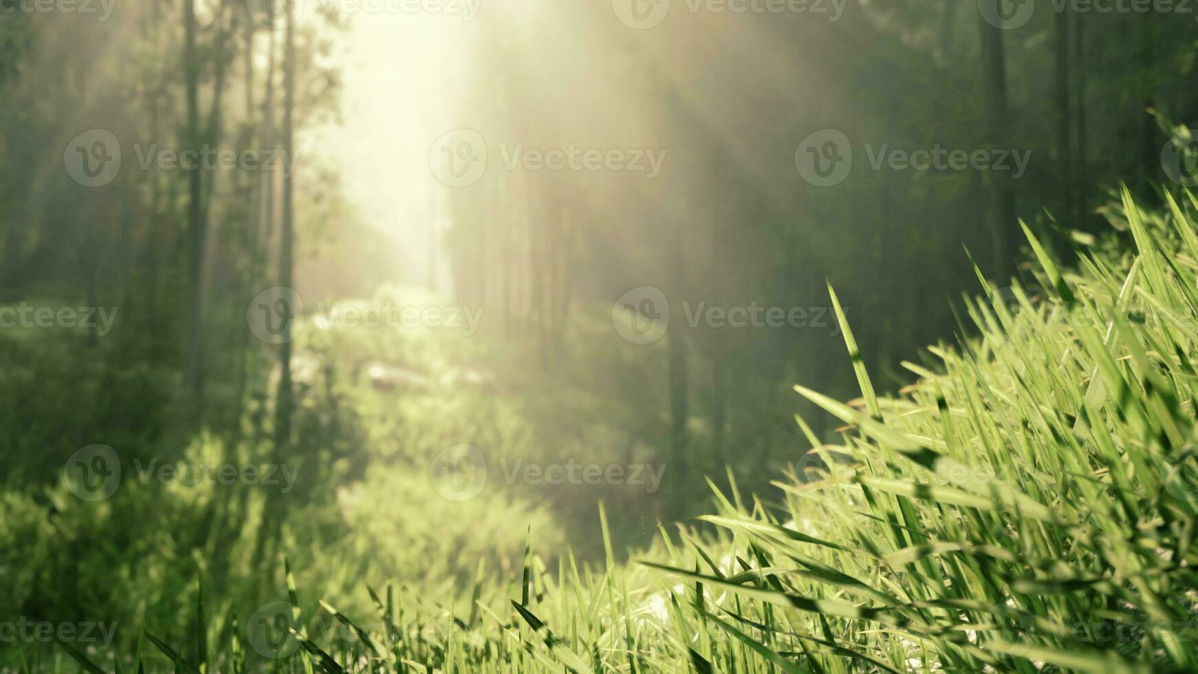 bamboo forest showing off its greenness photo