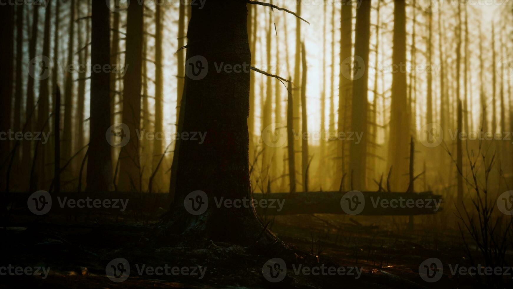 cenizas negras de pino canario después de un incendio forestal foto