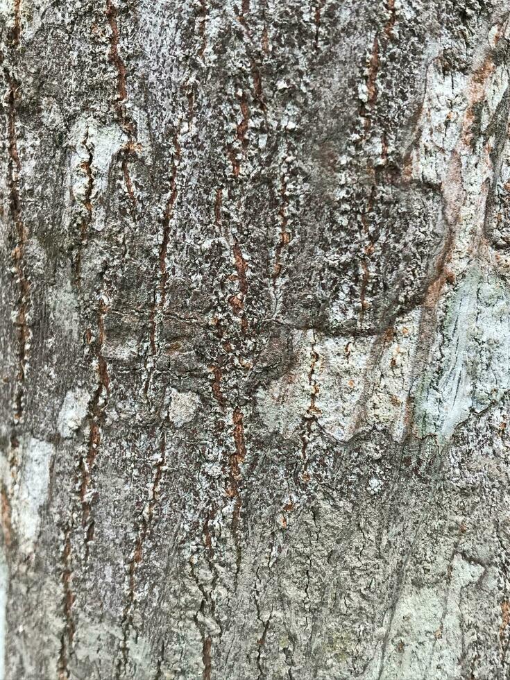 Tree bark texture wood texture photo