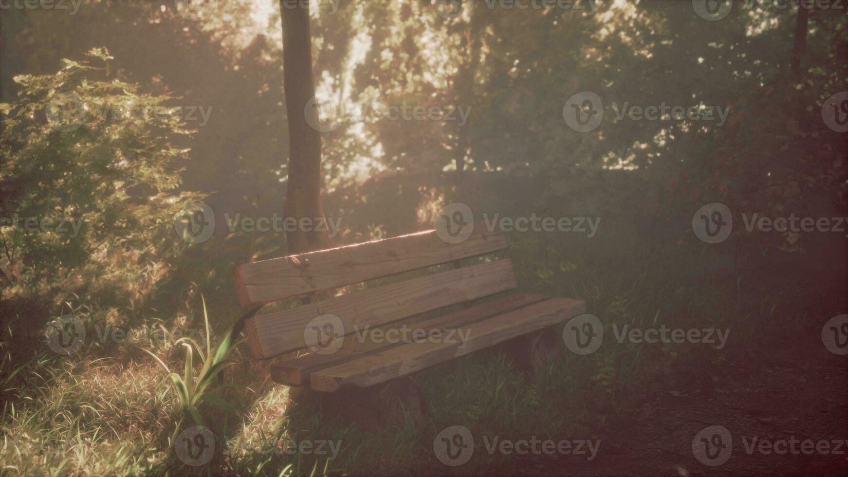 Sunset beams in tree forest with wooden bench photo