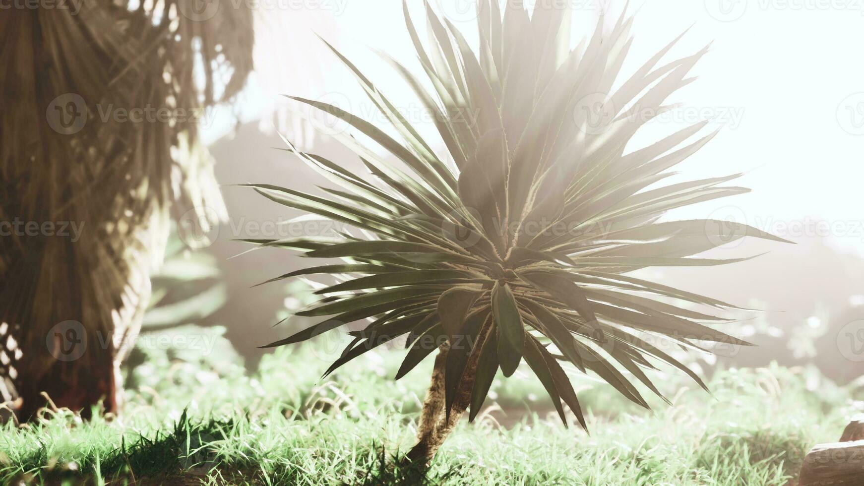 Palm leaf illuminated by a sun ray in the heart of the forest photo