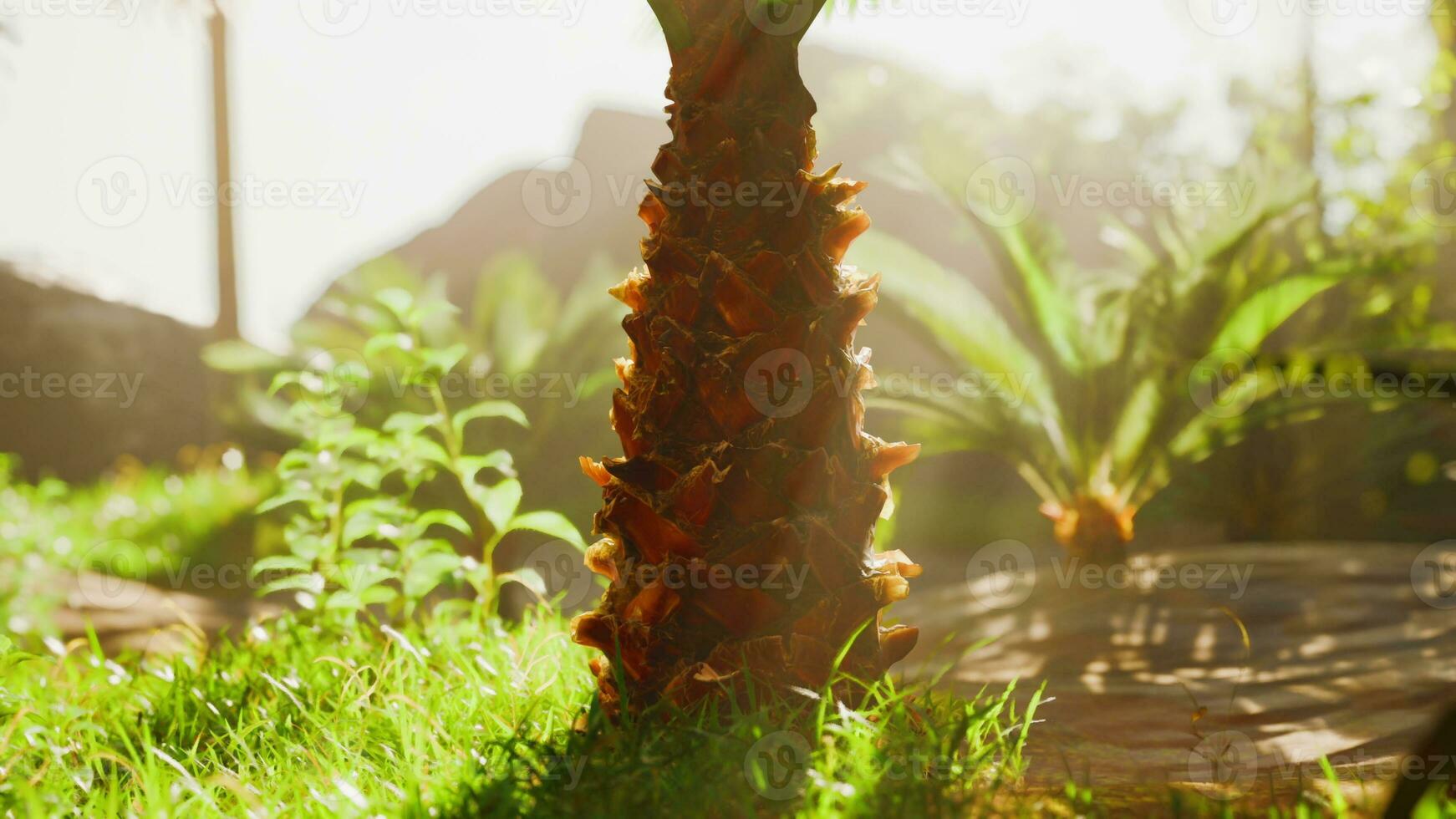 Morning sunbeam through tropical trees and plants photo