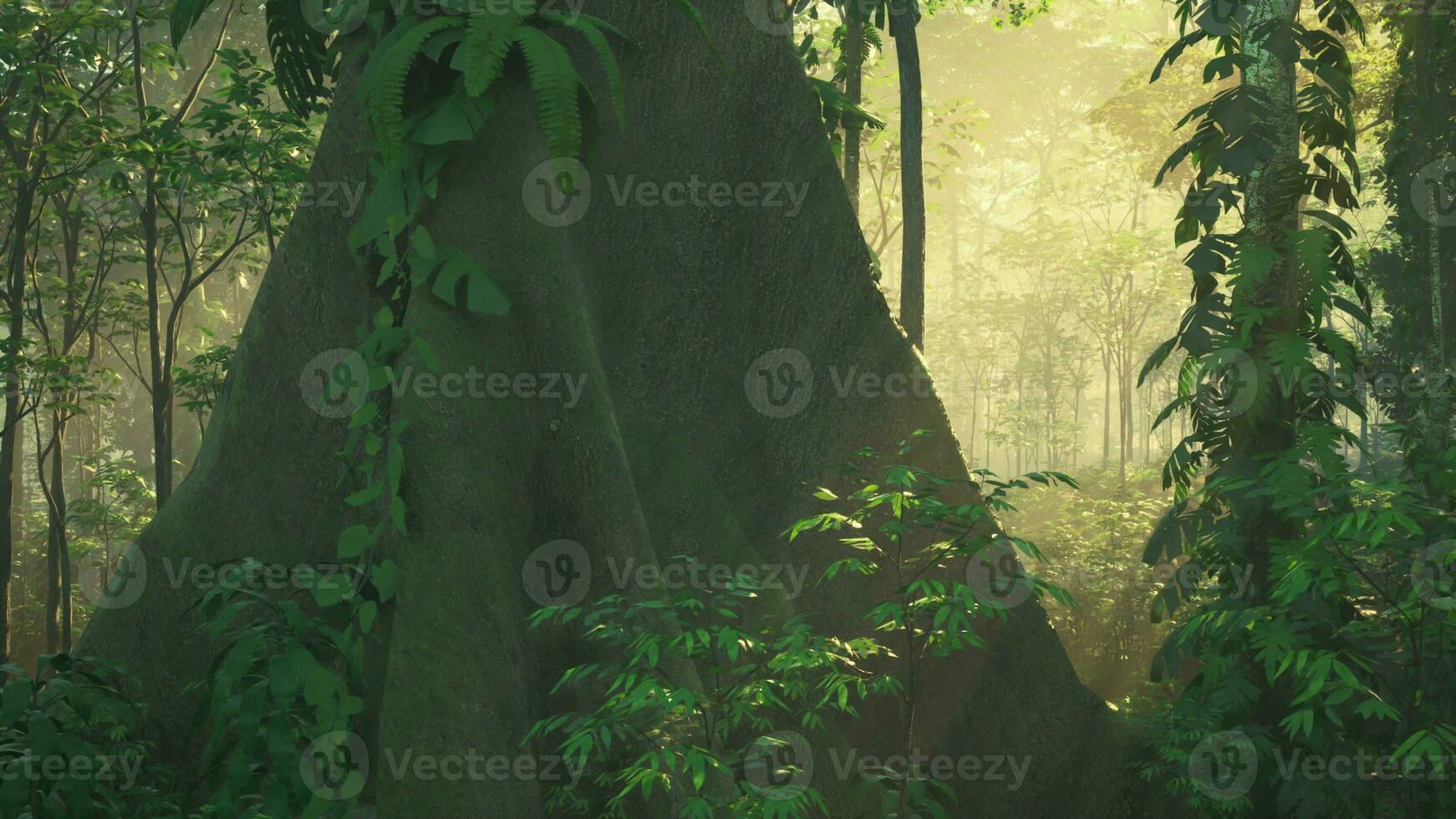 australian rainforest at late afternoon with sun rays breaks through the trees photo