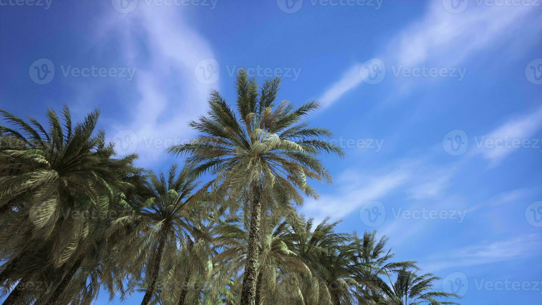 Palm trees at sunset light photo