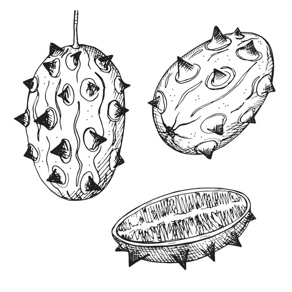 Kiwano vector illustration. Hand drawn engraved exotic fruit of kiwano plant or horned melon, whole fruit with spikes and slice on isolated background. Harvest, food, dessert. For design, logo, card