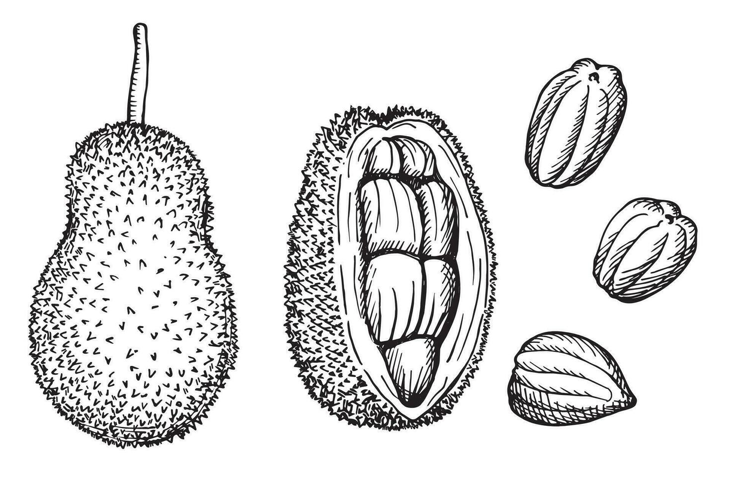 Jackfruit hand drawn vector illustration. Jackfruited set with exotic whole fruits and slices of tropical fruit pulp. Food, harvest, healthy ingredient for label, print, design, wrapping, logo, paper