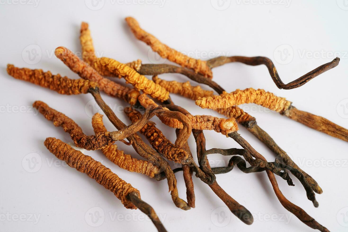 Cordyceps sinensis or Ophiocordyceps sinensis isolated on white background, mushroom herb treatment medicine. photo