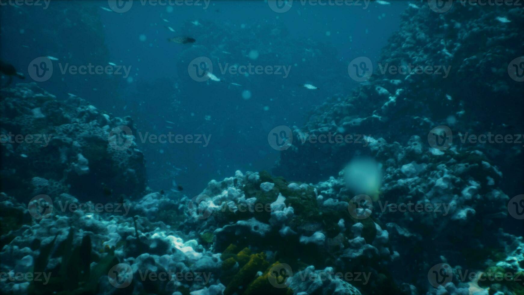 Colorful coral reef at the bottom of tropical sea photo