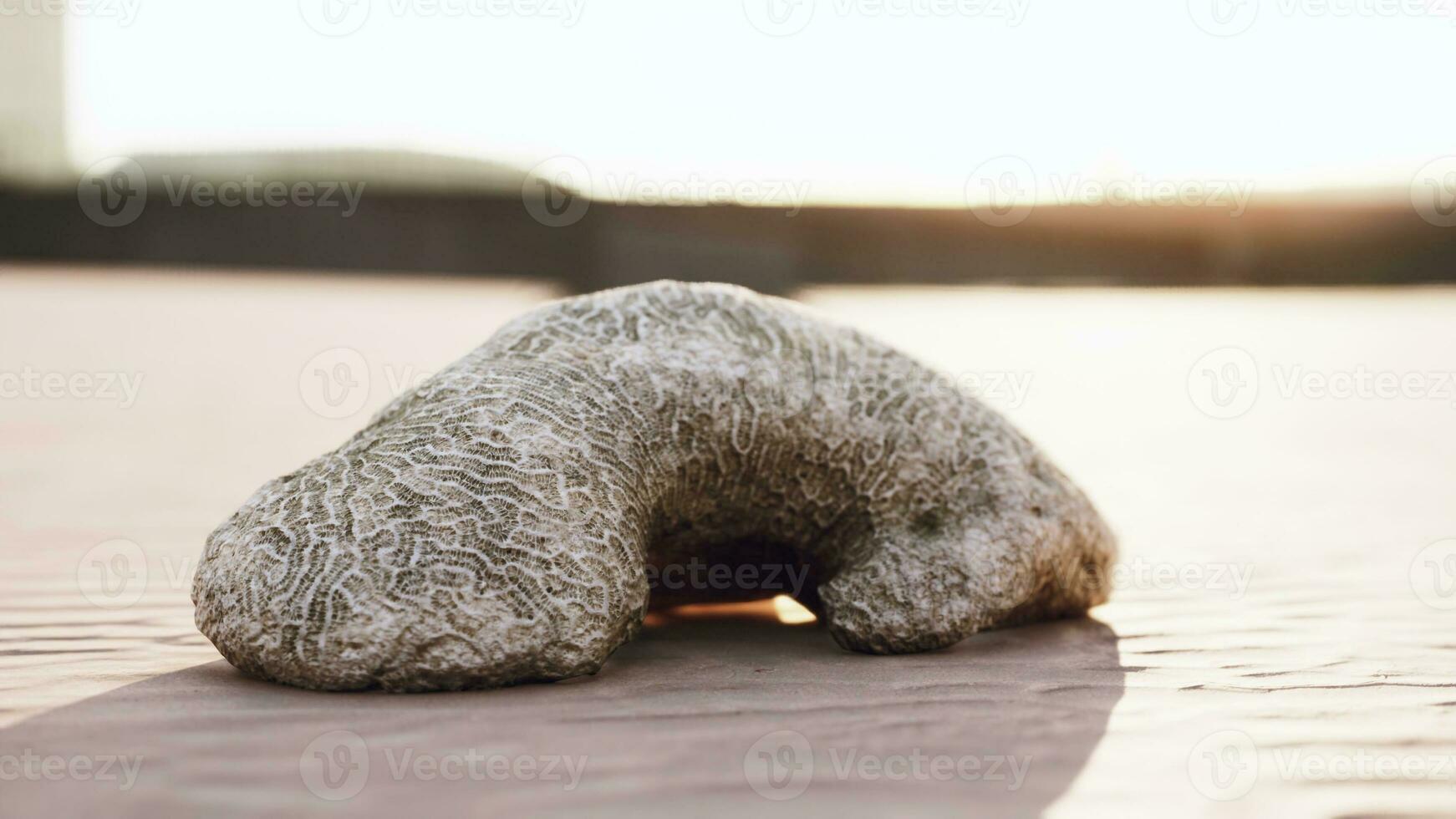 old white coral on sand beach photo