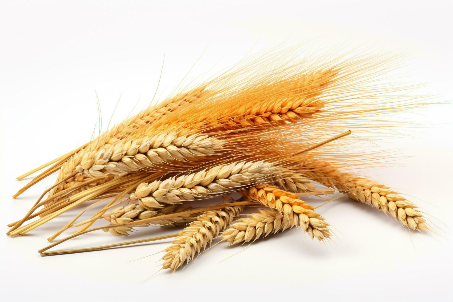 AI generated Wheat ears isolated on white background. Generated by artificial intelligence photo