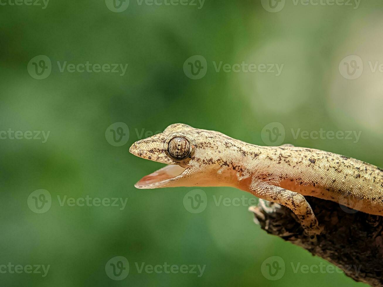 Close-up view of lizard with blurred background. photo