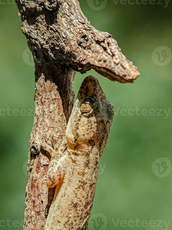 The lizard was hiding in a dry tree branch. Close-up view. photo