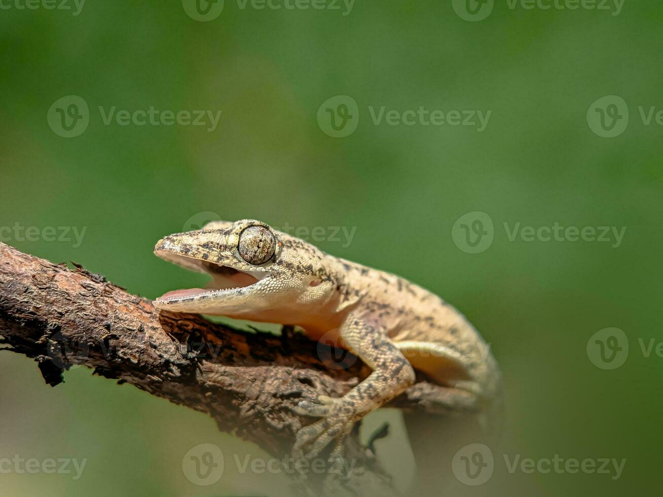 Close-up view of lizard with blurred background. photo