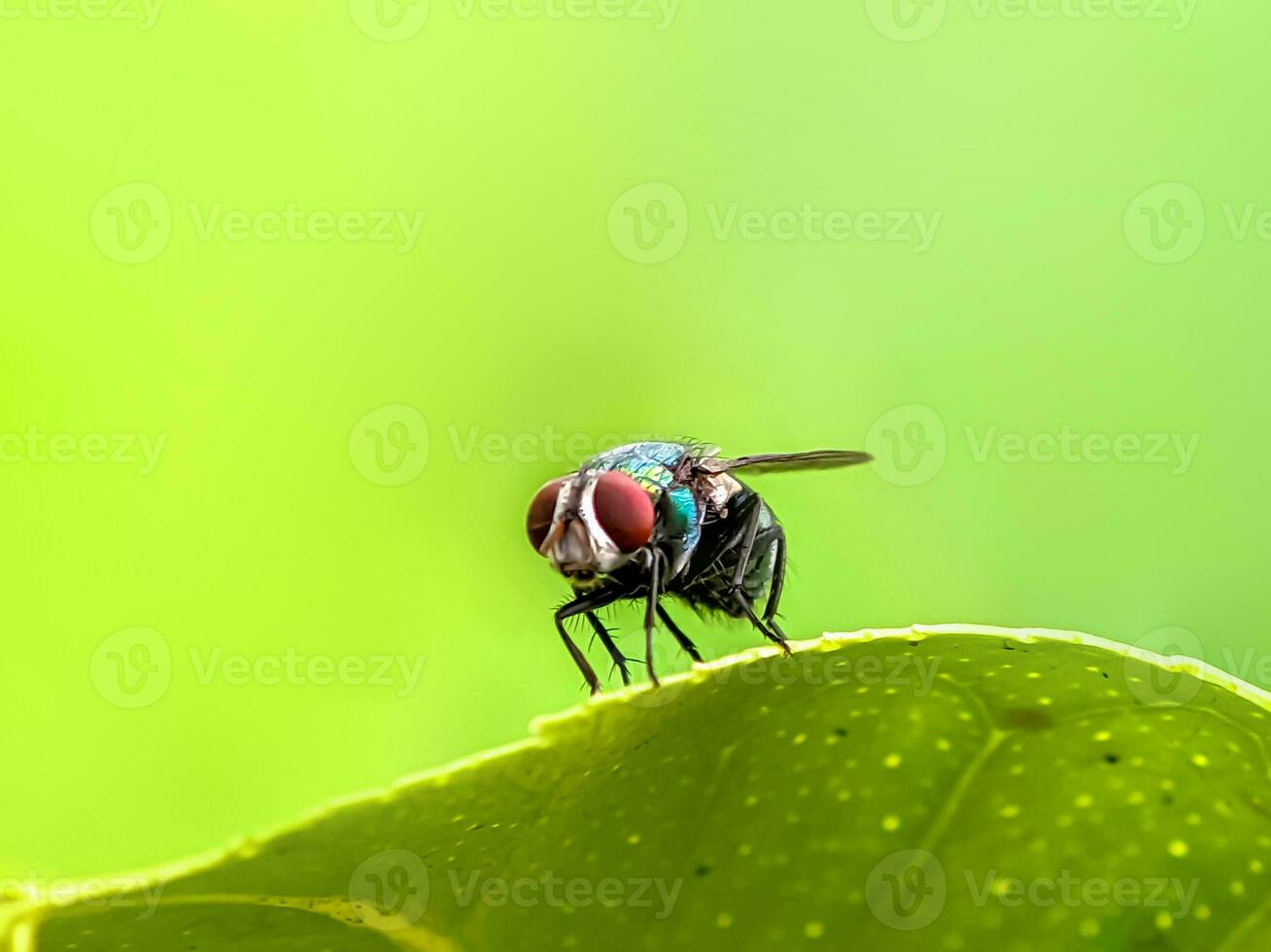 Green flies on blur background. These flies can cause diseases that are transmitted through their saliva. Close up of green fly. photo