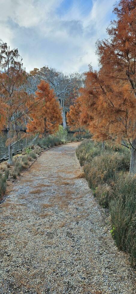 the path thru the trees photo
