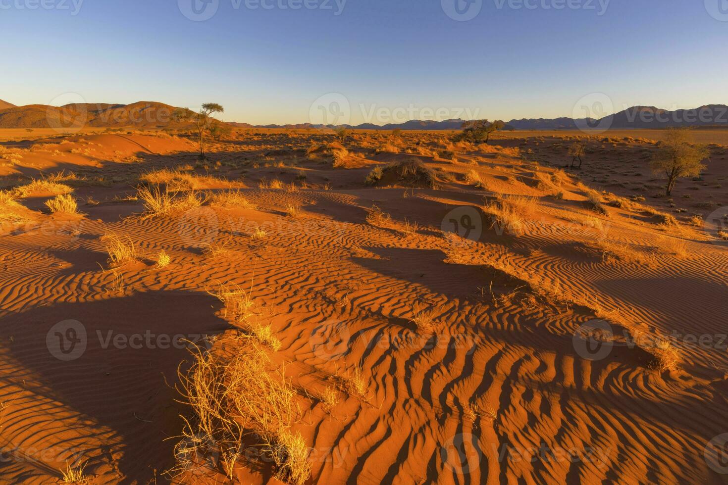 seco amarillo césped y viento barrido patrones en el arena foto