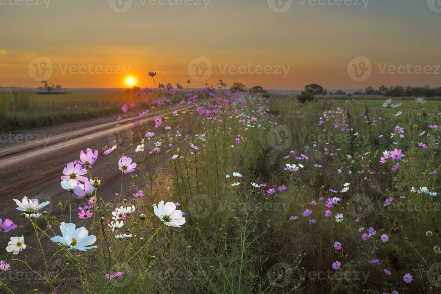 cosmos flores siguiente a el la carretera a puesta de sol foto