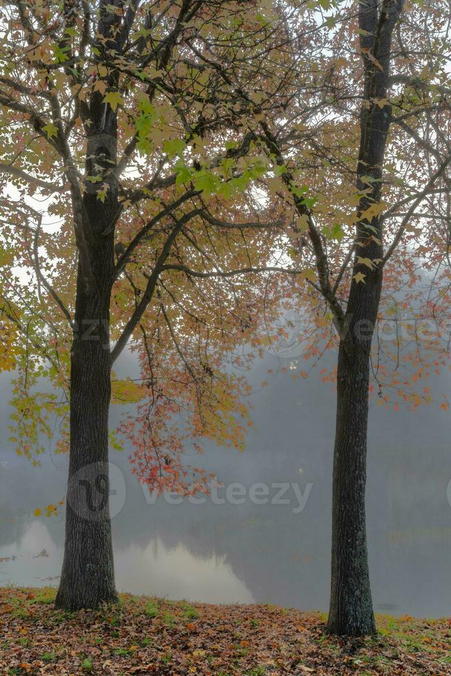 Autumn colored leaves and green leaves on the trees photo