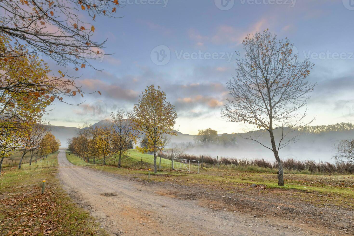 Autumn colored trees and pink colored clouds at sunrise photo