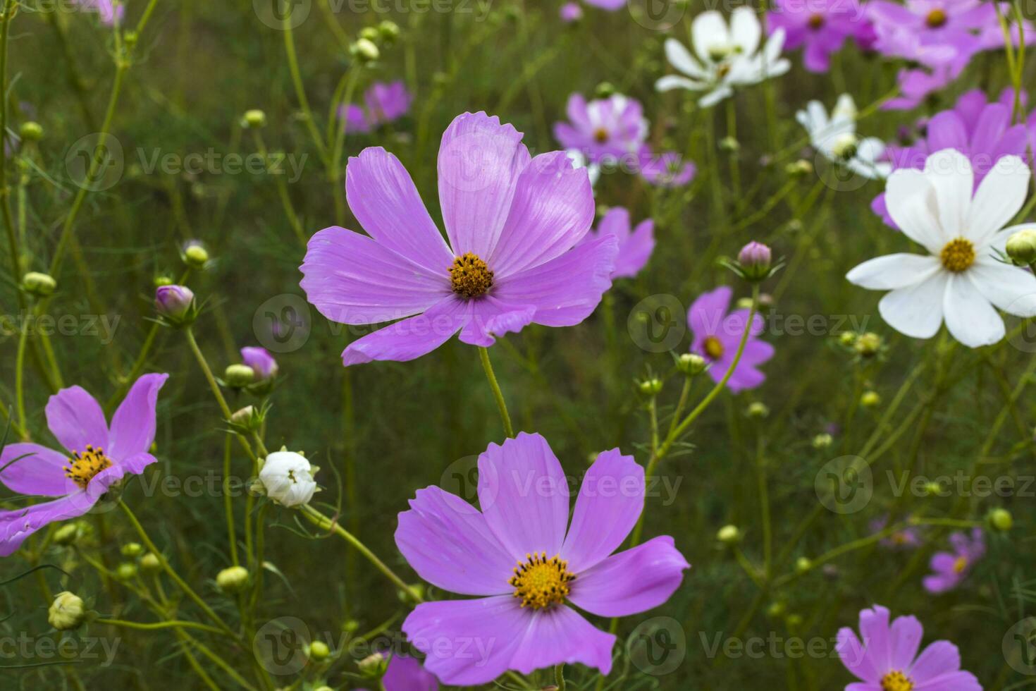 flores rosadas del cosmos foto