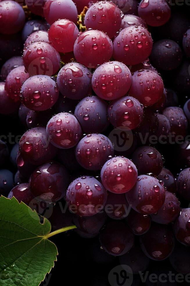 AI generated Red wine grape variety of Pinot Noir photo