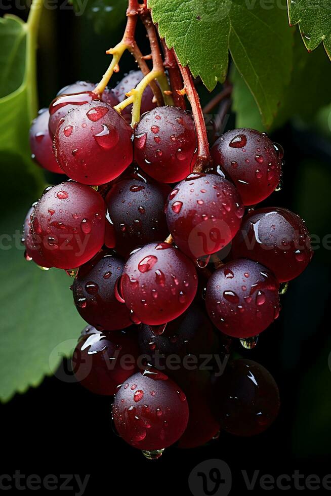 AI generated Red wine grape variety of Pinot Noir photo