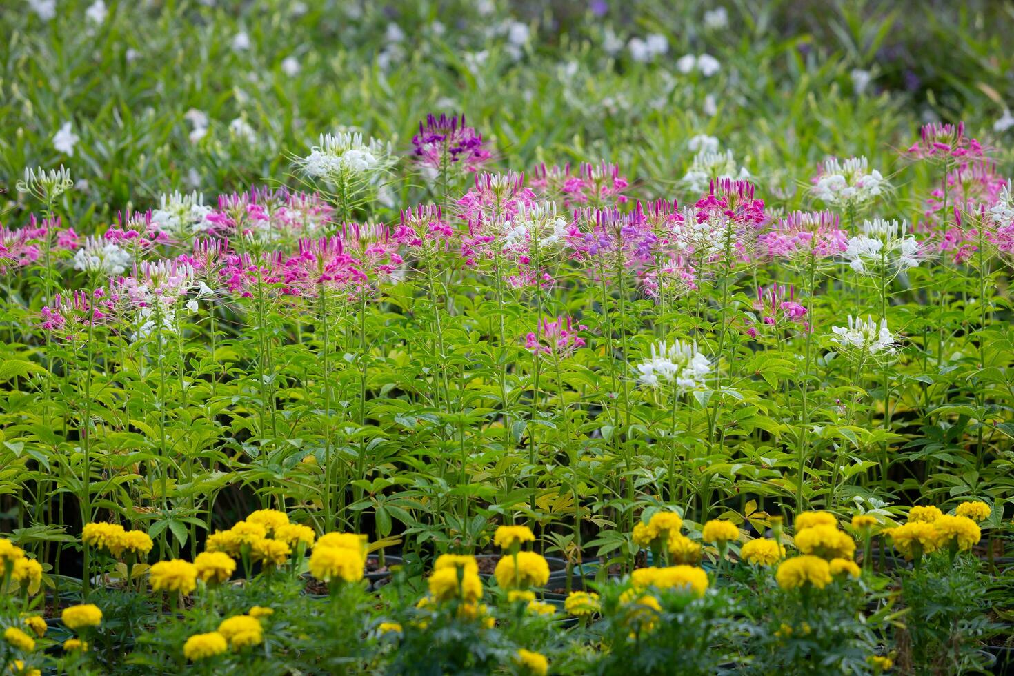 Spider flower also know as Volantines Preciosos, is a forb a herb is a non-woody plant that is not a grass of the genus Cleome. It's duration is annual which means it grow for one season only. photo