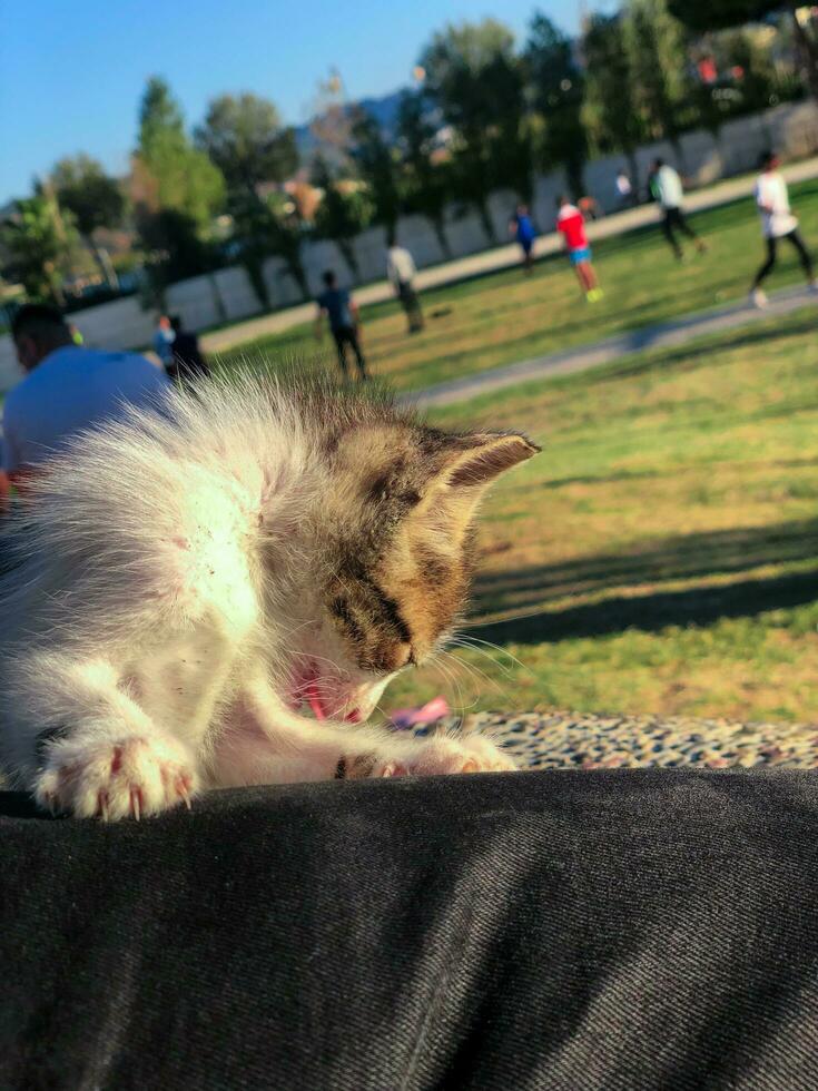 gatito retozar y rollo, un juguetón aventuras foto