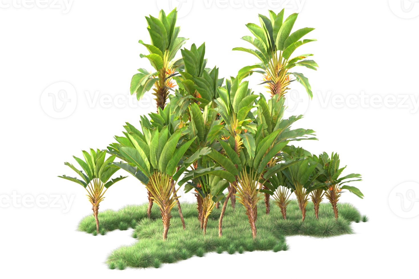Tropical forest isolated on transparent background. 3d rendering - illustration png