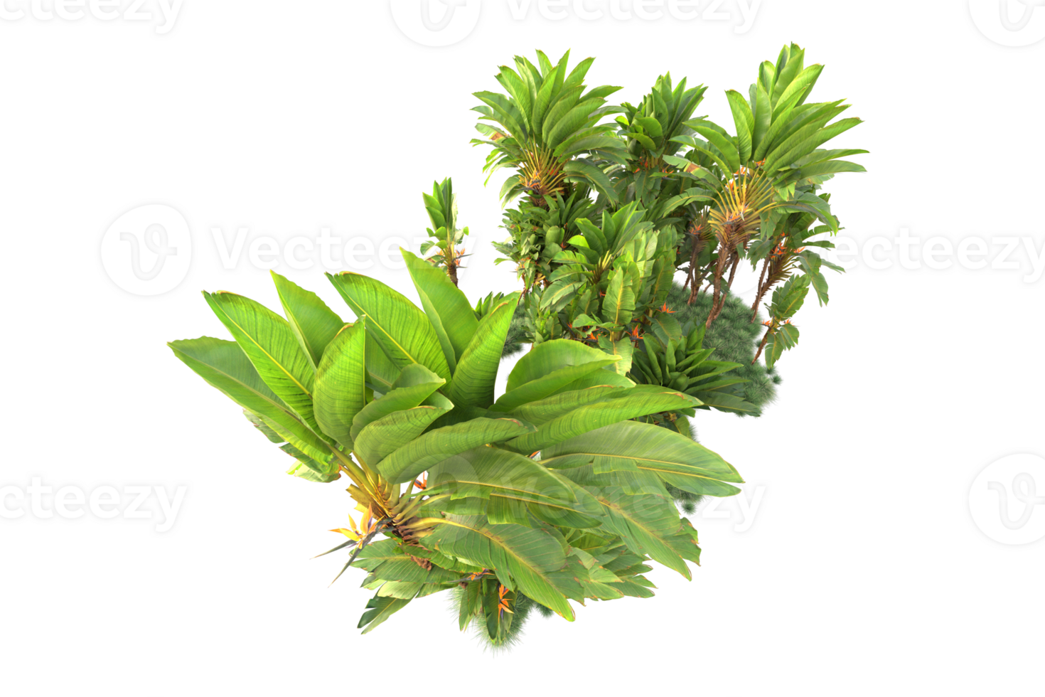 Tropical forest isolated on transparent background. 3d rendering - illustration png