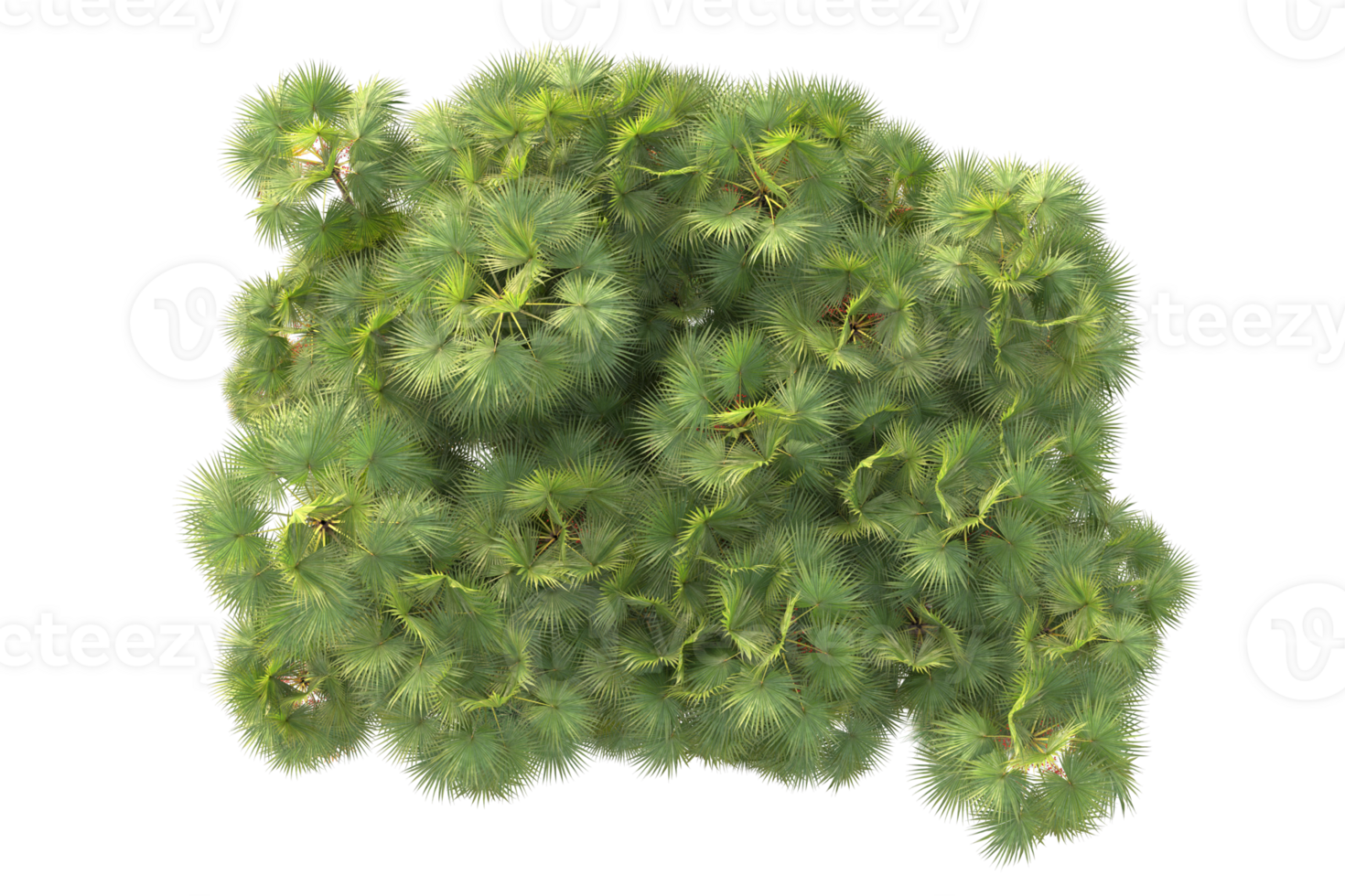 Tropical forest isolated on transparent background. 3d rendering - illustration png