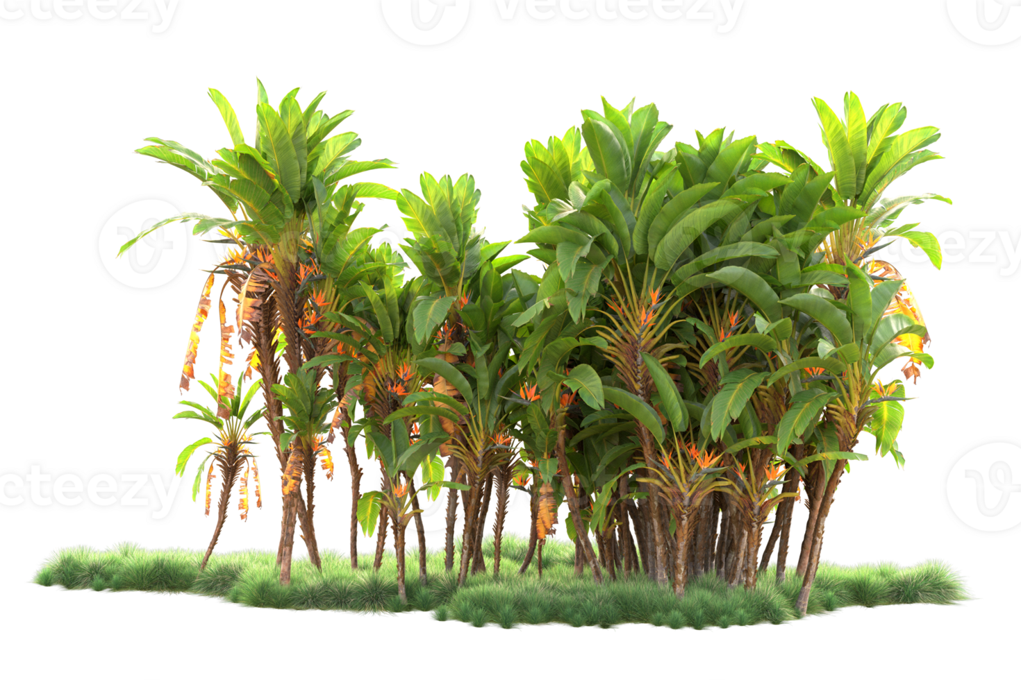 Tropical forest isolated on transparent background. 3d rendering - illustration png