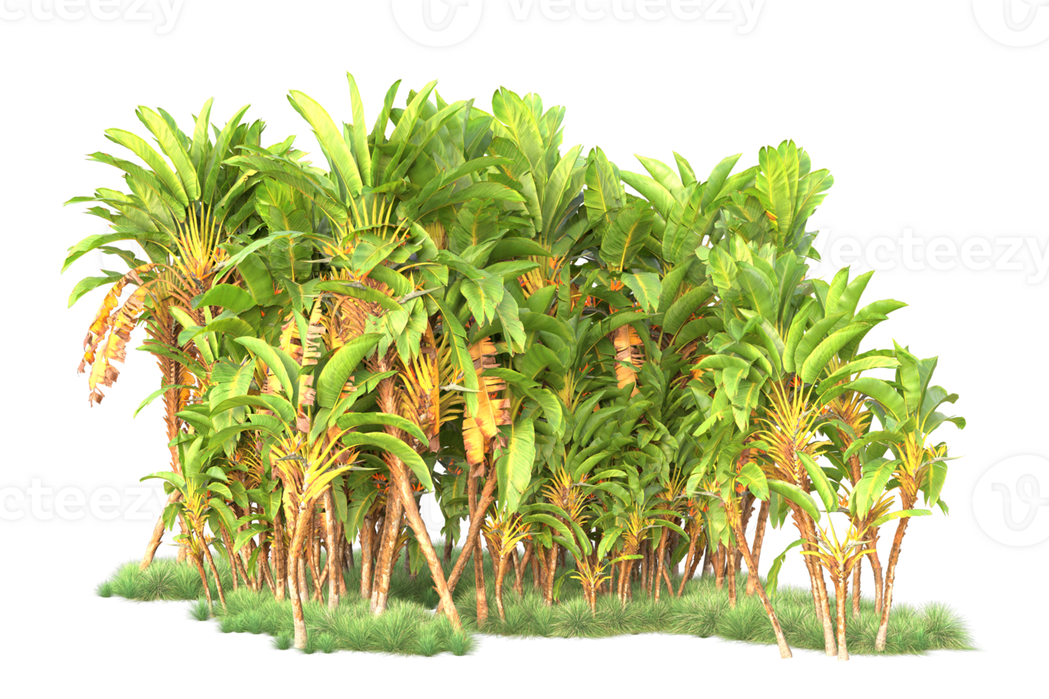 Tropical forest isolated on transparent background. 3d rendering - illustration png