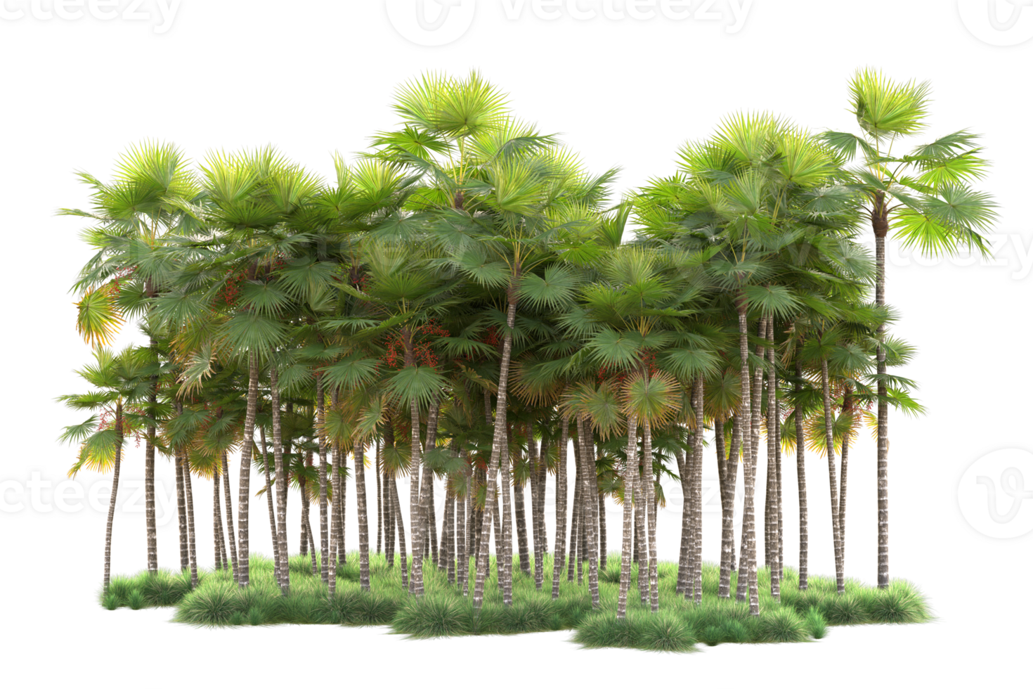 Tropical forest isolated on transparent background. 3d rendering - illustration png
