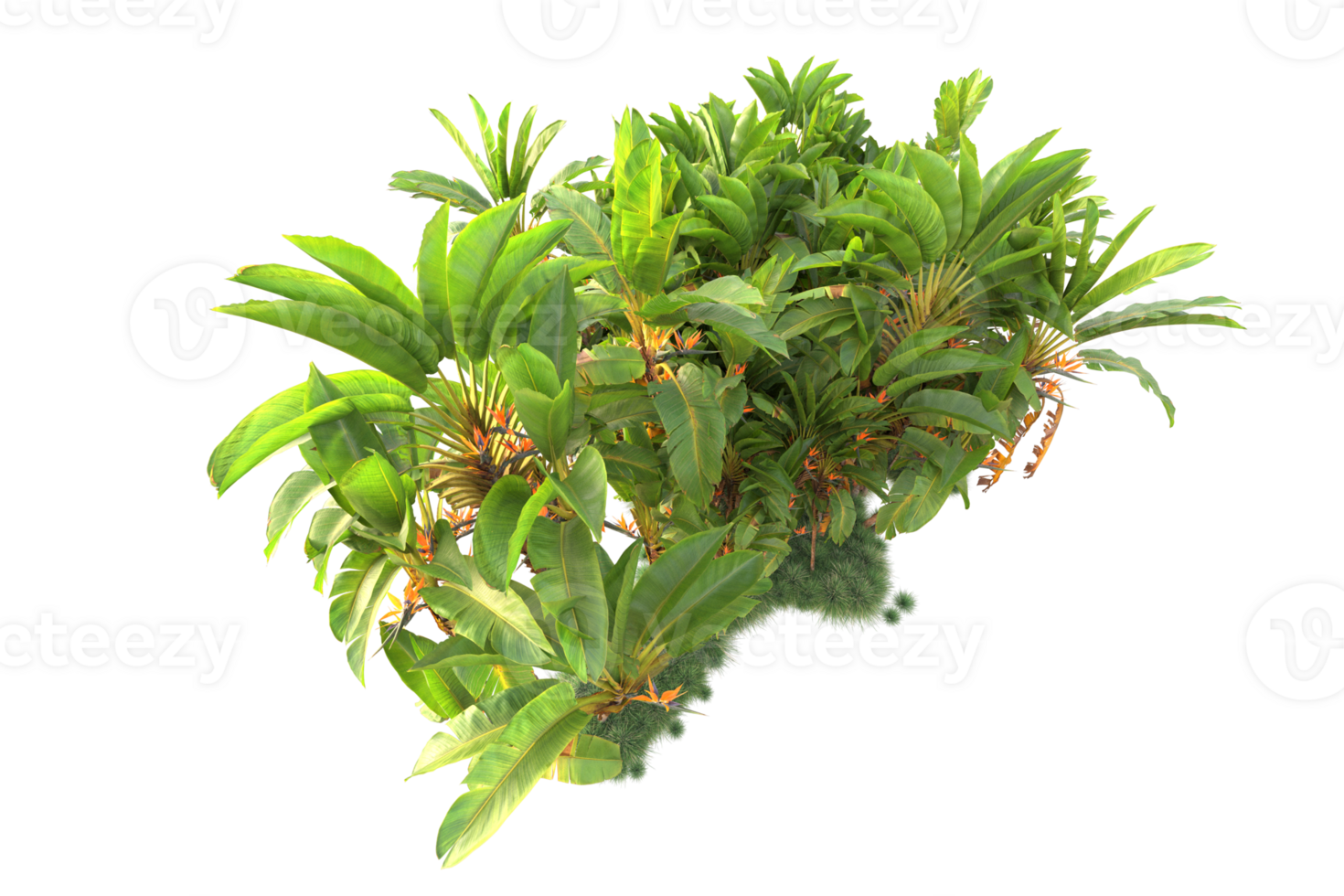Tropical forest isolated on transparent background. 3d rendering - illustration png