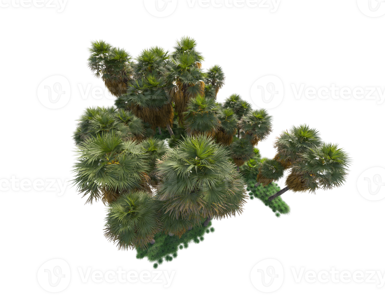 Tropical forest isolated on transparent background. 3d rendering - illustration png