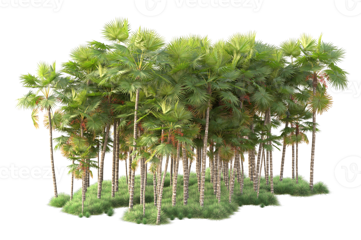Tropical forest isolated on transparent background. 3d rendering - illustration png