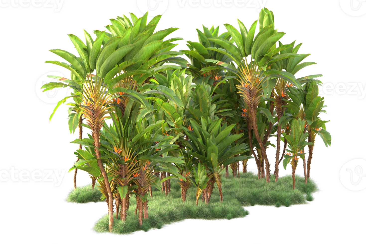 tropical forêt isolé sur transparent Contexte. 3d le rendu - illustration png