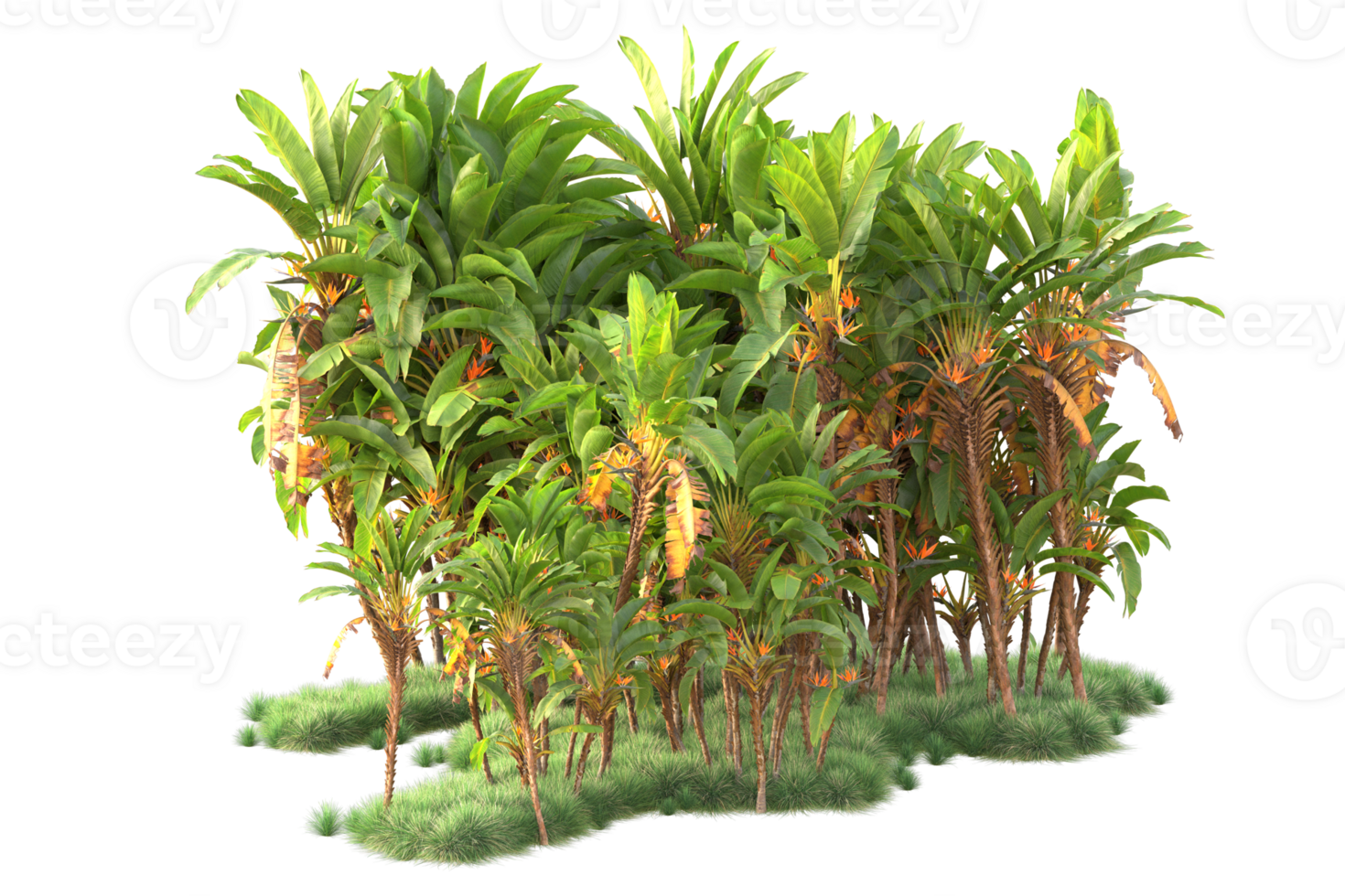 Tropical forest isolated on transparent background. 3d rendering - illustration png