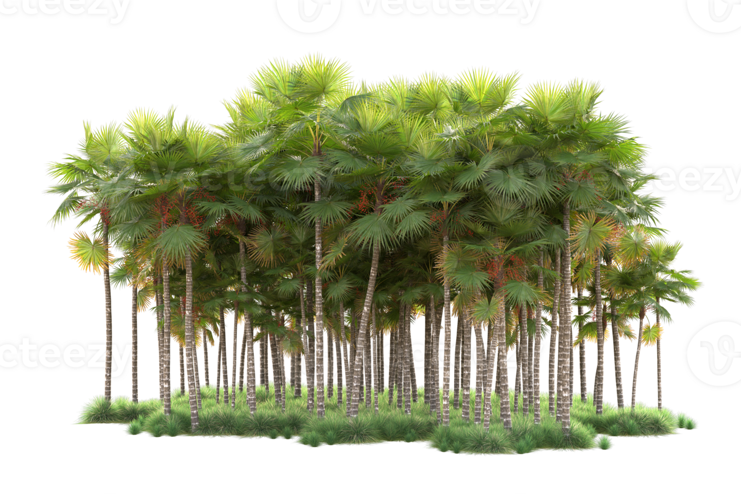Tropical forest isolated on transparent background. 3d rendering - illustration png