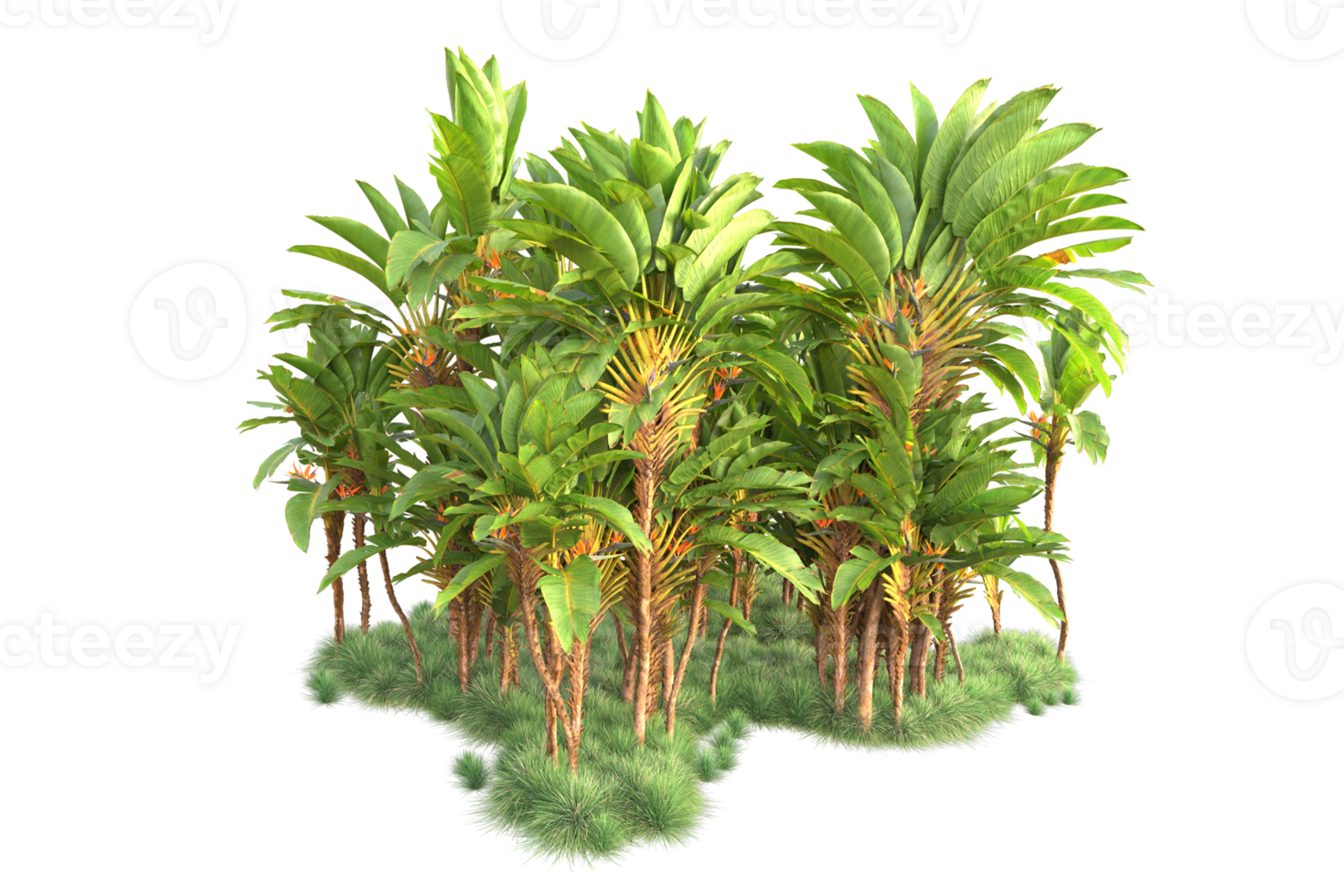 Tropical forest isolated on transparent background. 3d rendering - illustration png