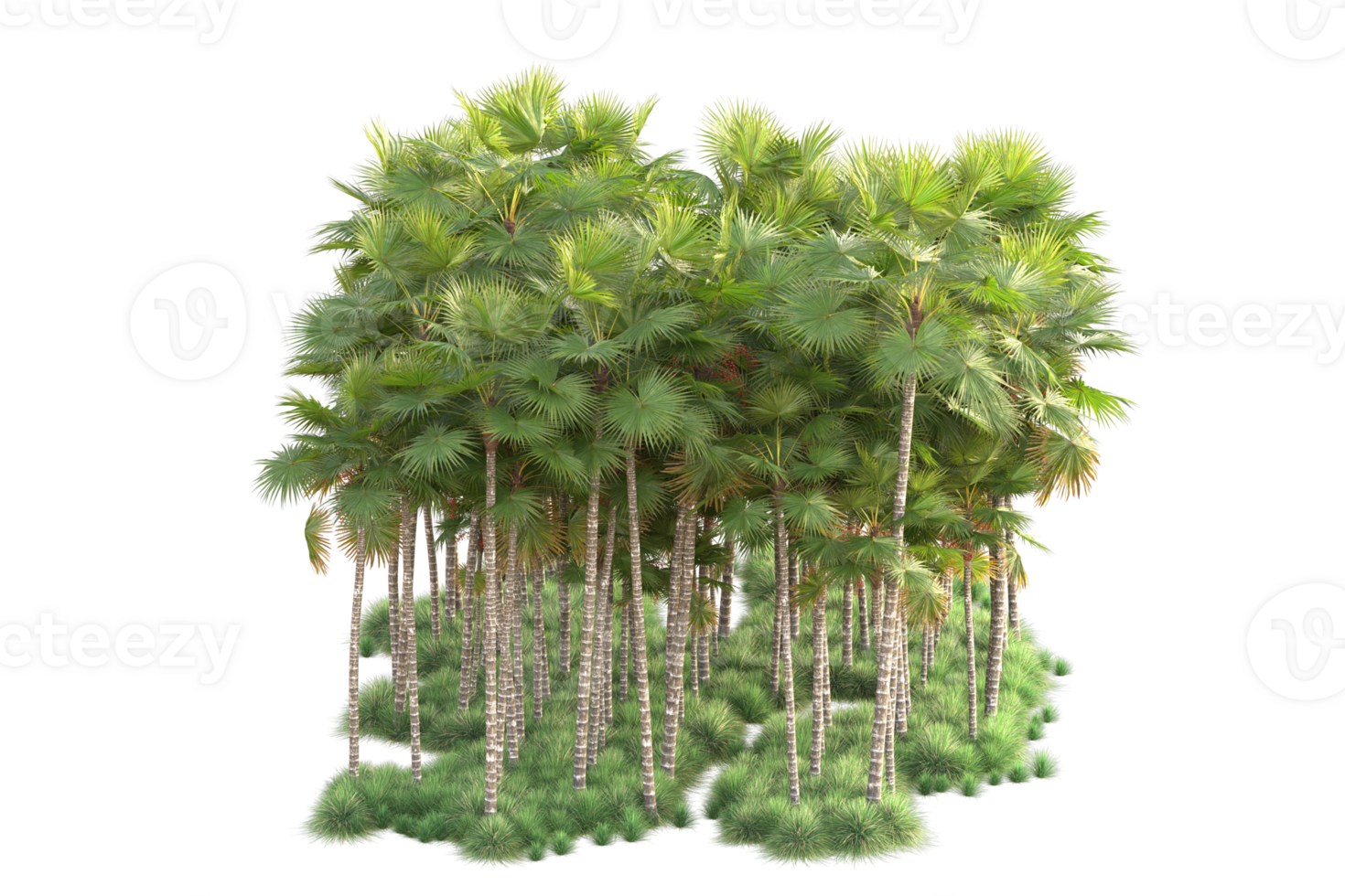 Tropical forest isolated on transparent background. 3d rendering - illustration png