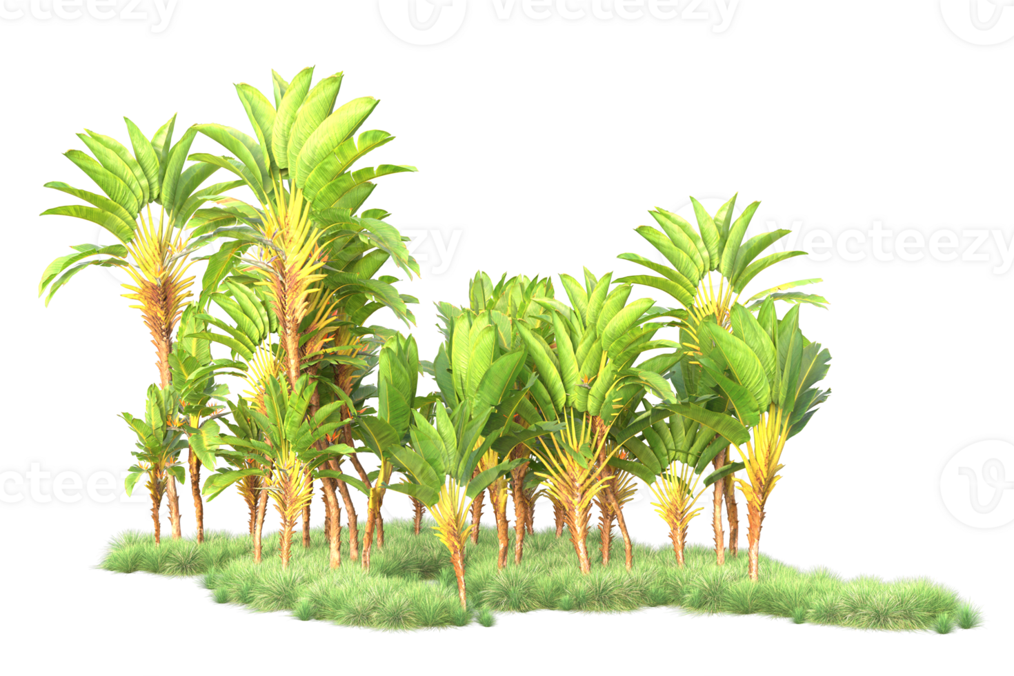 Tropical forest isolated on transparent background. 3d rendering - illustration png